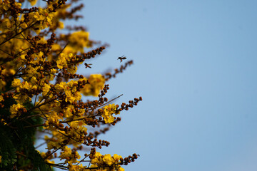 A vibrant cluster of yellow flowers in the full bloom with bees hovering around against a clear...