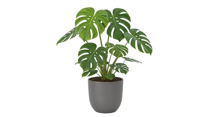 Monstera Deliciosa Swiss Cheese Plant in Pot PNG – Popular Indoor Tropical Houseplant