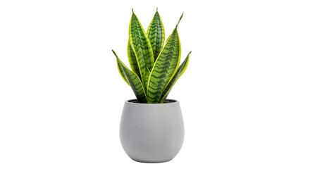 Sansevieria Snake Plant in Minimalist Pot Isolated PNG – Modern Air Purifying Indoor Succulent