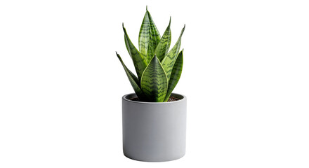 Sansevieria Snake Plant in Minimalist Pot Isolated PNG – Modern Air Purifying Indoor Succulent