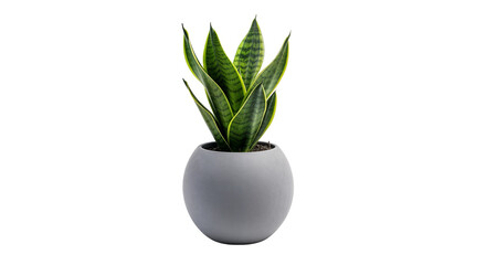 Sansevieria Snake Plant in Minimalist Pot Isolated PNG – Modern Air Purifying Indoor Succulent