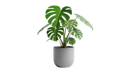 Monstera Deliciosa Swiss Cheese Plant in Pot PNG – Popular Indoor Tropical Houseplant