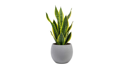 Sansevieria Snake Plant in Minimalist Pot Isolated PNG – Modern Air Purifying Indoor Succulent