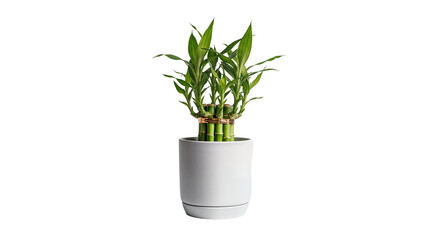 Spiral Lucky Bamboo Plant in Ceramic Pot Isolated PNG – Feng Shui Indoor Greenery Houseplant