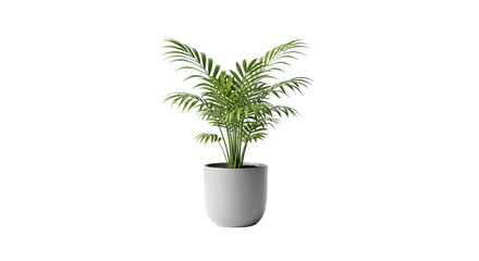 Potted Parlor Palm Plant Isolated PNG – Chamaedorea Elegant Indoor Houseplant