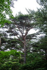 the beautiful green forest and fine tree in the garden.