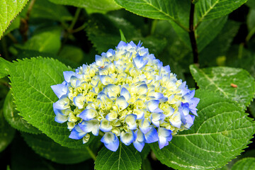 The beautiful wild flowe and grass on the garden.