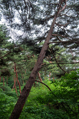 Fototapeta premium the beautiful green forest and fine tree in the garden.