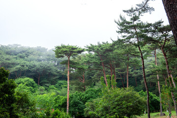 the beautiful green forest and fine tree in the garden.