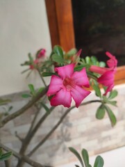 pink flower in the garden