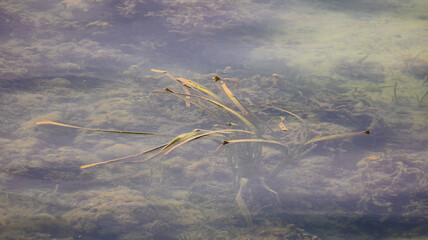sad dead underwater world environment pollution climate change
