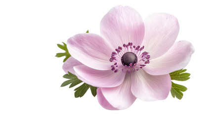 Fototapeta premium Exotic looking Japanese anemone with soft petals, Transparent background, PNG file