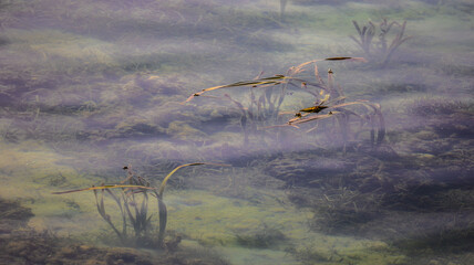 sad dead underwater world environment pollution climate change
