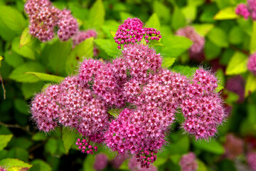The beautiful flower in the spring garden,close up.