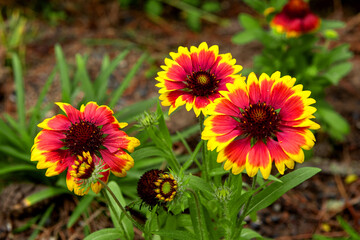 The beautiful flower in the spring garden,close up.