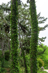 Obraz premium The beautiful green forest in the garden.