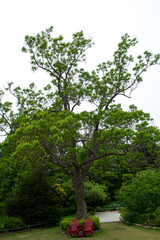 The beautiful green forest in the garden.