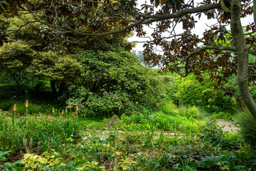 The beautiful green forest in the garden.
