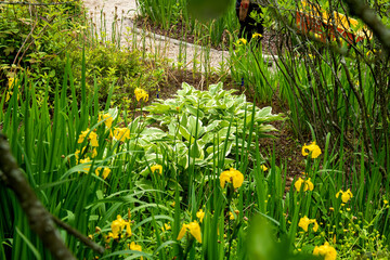The beautiful green forest in the garden.