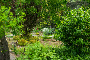 The beautiful green forest in the garden.