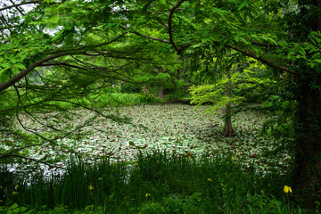 The beautiful green forest in the garden.