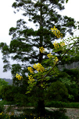 The beautiful green forest in the garden.