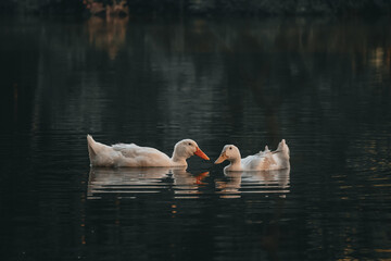 ducks on a lake