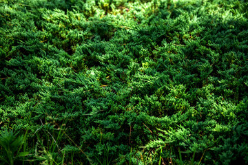 Fototapeta premium The beautiful green forest in the garden.