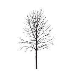 Obraz premium Aspen Tree Silhouette on Clean White Background