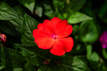 The beautiful flower in the spring garden,close up.