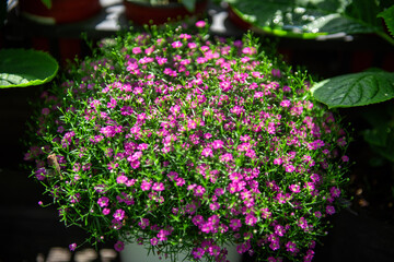 The beautiful flower in the spring garden,close up.