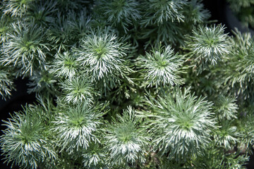 The beautiful flower in the spring garden,close up.