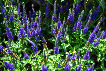 The beautiful flower in the spring garden,close up.