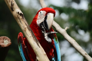 Red and Green Macaw Close-Up Portrait – Bright Tropical Parrot with Vibrant Feathers and Intense...
