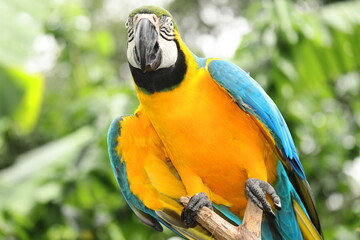Stunning Close-Up Portrait of Blue and Gold Macaw – Vibrant Tropical Parrot with Bright Yellow and Blue Feathers, Sharp Beak, Intelligent Eyes – Captured at Melaka Zoo, Malaysia Wildlife Exhibit