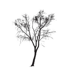 Obraz premium Black Vector Silhouette of a Tall Aspen Tree