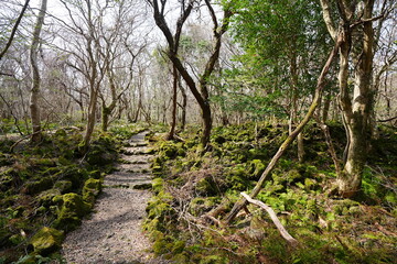 fine path through old wild forest
