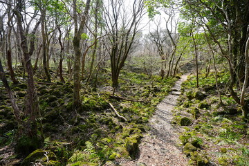 fine path through old wild forest
