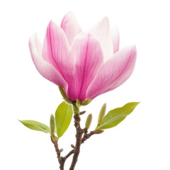 Obraz premium Close up of a pink and white magnolia flower with green leaves on a white background