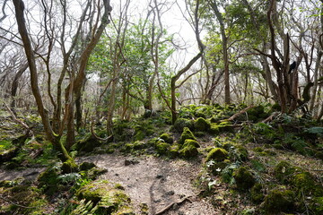 fine path through old wild forest
