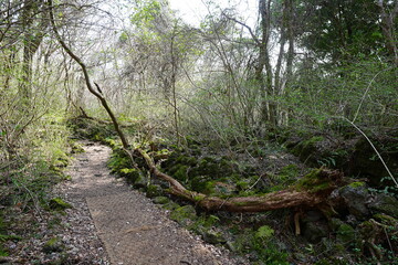 fine path and fallen trees in the mild sunlight