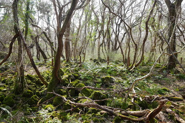 mossy rocks and old trees in the spring sunlight