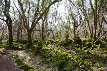 mossy rocks and old trees in the spring sunlight