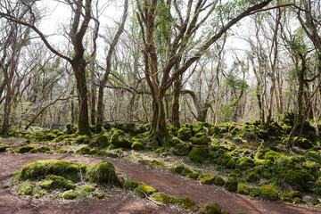 fine spring path through mossy rocks and old trees