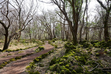 fine spring path through mossy rocks and old trees