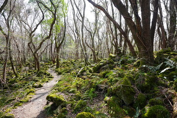 fine path through old wild forest
