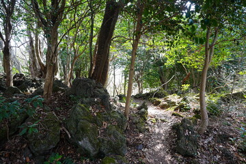 fine path through old wild forest
