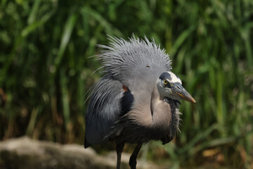 great blue heron