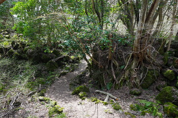 fine path through old wild forest
