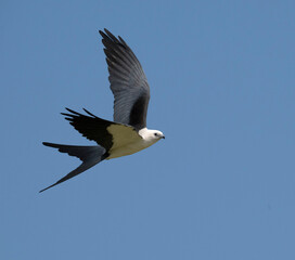 Swallow-tailed kite (Elanoides forficatus), a striking black and white raptor soaring in the sky, Clear Lake, Texas, USA
